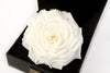 Personalized Timeless Rose With Custom Constellation