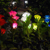 Solar Rose Outdoor Light